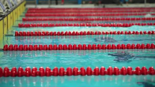 Butterfly stroke — Stock Video