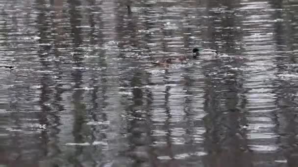Зимняя река Птица в ледяной воде — стоковое видео