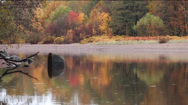 Autumn River fish whitebait — Stock Footage Autumn River fish whitebait Stock Footage
