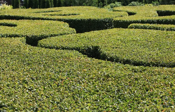 Topiary - Stock-foto