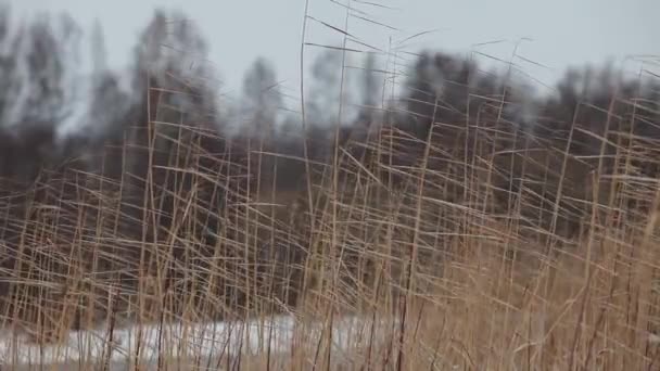 Riet zee kust koude noorden wind — Stockvideo