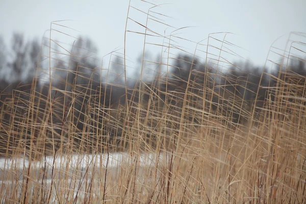 Reeds cold winter wind — Stock Photo, Image