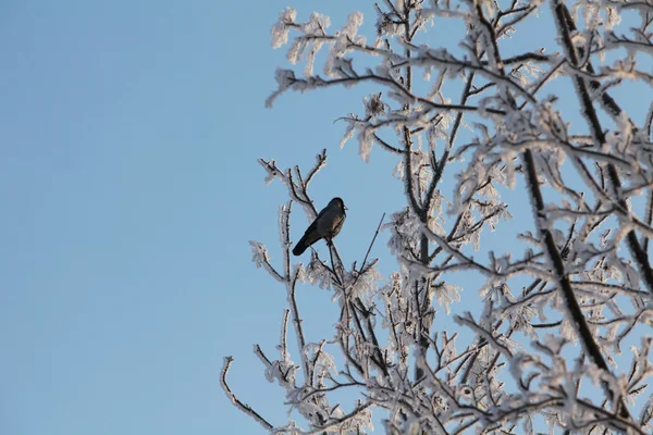 Pájaro negro solitario en un árbol nevado — Foto de Stock