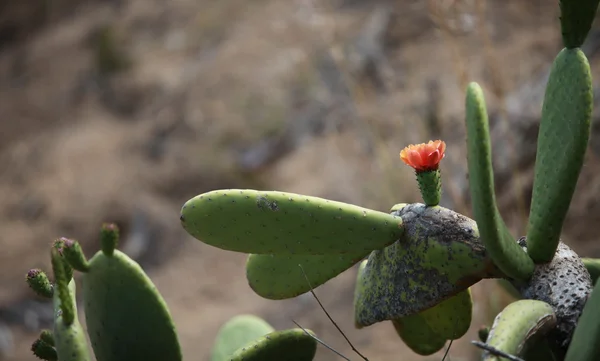 Blühender Kaktus in der Natur — Stockfoto