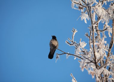 Bir karlı ağaç üzerinde yalnız karga