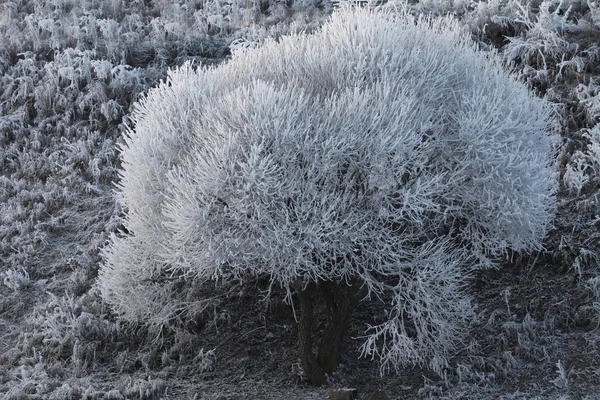 Hoarfrost. — Foto de Stock