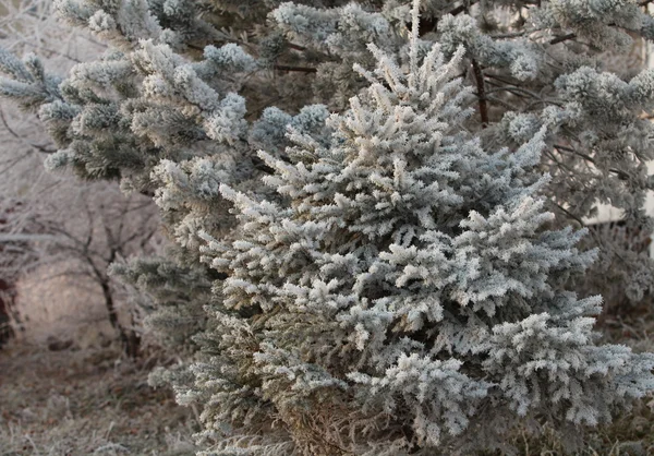 Hoarfrost en las ramas de abeto — Foto de Stock