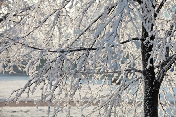 Hoarfrost sobre las ramas del árbol —  Fotos de Stock