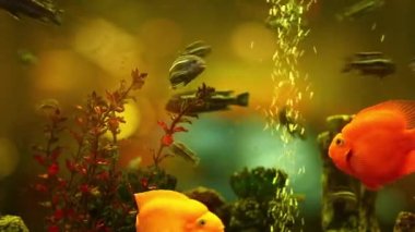 Parlak tropikal balıklar