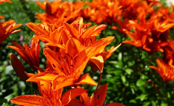 Narancssárga liliom virág — Stock Fotó