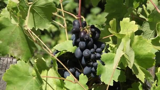 Vineyard Vindruvor — Stockvideo