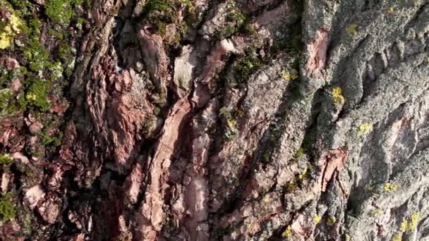 Struttura di vecchiaia corteccia di quercia — Video Stock