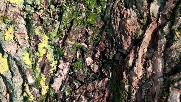 Oldness bark textur — Stockvideo