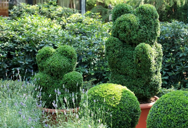 Topiary grön Björn — Stockfoto