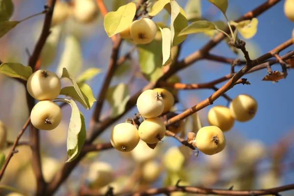 Yellow apples  on the tree — Stock Photo, Image