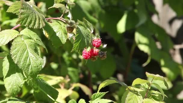 Raspberry in nature alejar — Vídeo de stock