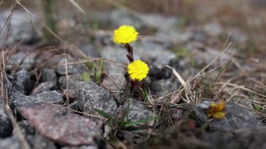 Erken Bahar Çiçekleri