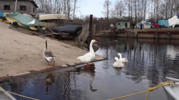 Embden domestic geese — Stock Video