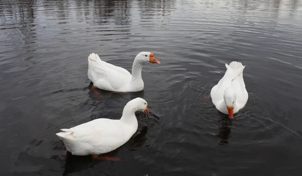 Embden domestic geese — Stock Photo, Image