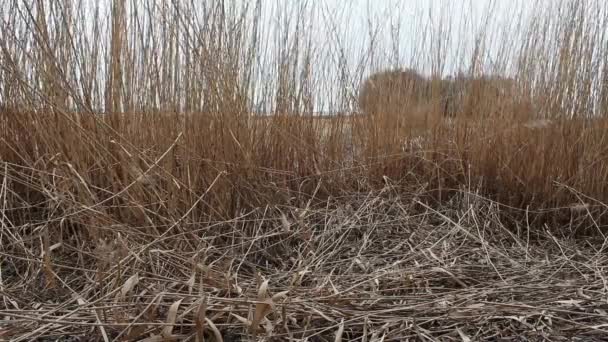 Cañas secas en el viento — Vídeos de Stock