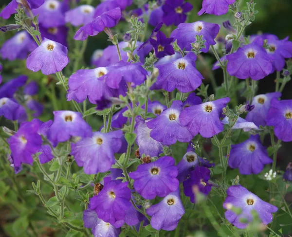 Purple petunia — Stock Photo, Image