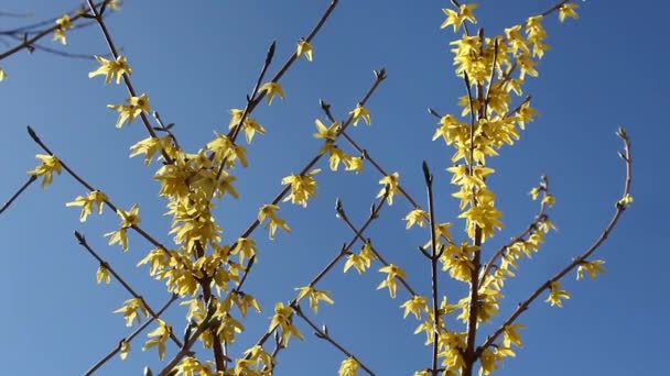 Yellow flowers forthysia — Stock Video