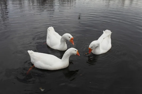 Embden  geese — Stock Photo, Image