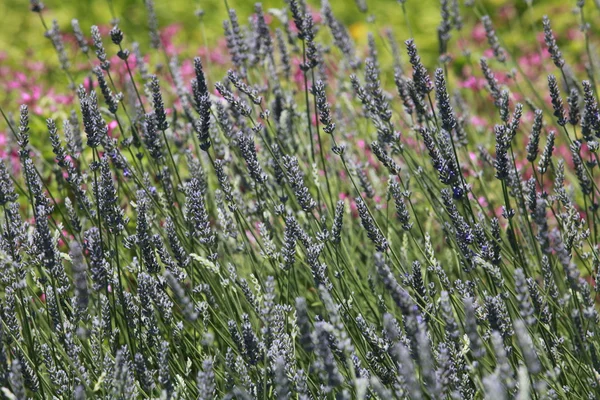 Gebied van lavendel — Stockfoto