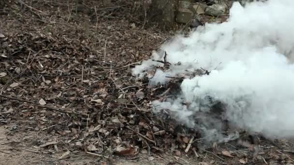 Feu de joie des feuilles tombées 