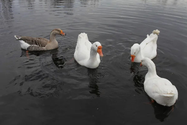 Domestic geese — Stock Photo, Image