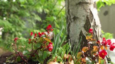 soğan yatak kamera zoom