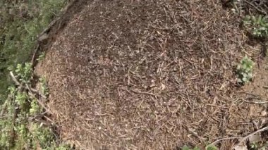 büyük karınca yuvası zaman atlamalı fotoğraf makinesi hareket