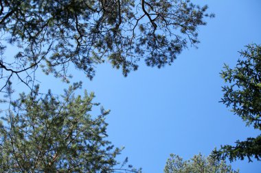 eski moda bot çifti