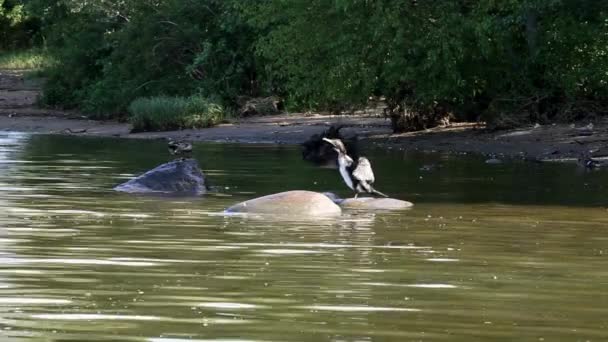 Cormorant dries its feathers wings wide open — Stock Video