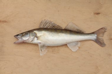 walleye açık ağızlı