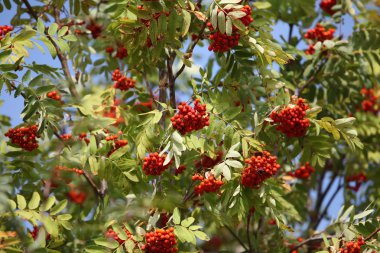 Üretim Fabrikası büyük Led lambaları