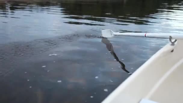 Kormoran räuberischer Seevögel in der Nähe — Stockvideo
