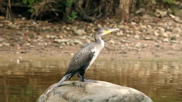 Ave marina depredadora cormorán cerca de — Vídeos de Stock