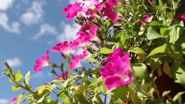 yuvadan uçmak wagtails