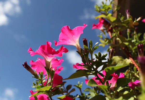 Virágok és a bogáncs vetőmag — Stock Fotó