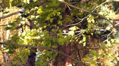 Güneş ışını ile sonbahar park