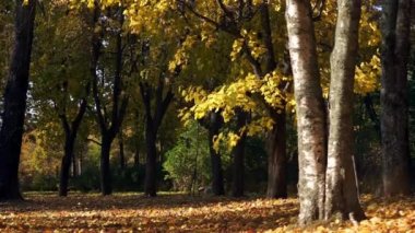 Güneş ışını ile sonbahar park