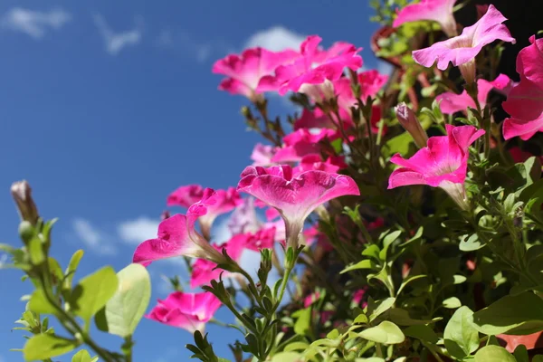 Flowers red petunias close to — Stock Photo, Image