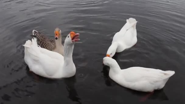 Feeding of domestic geese — Stock Video