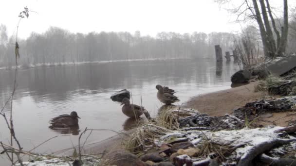 Wilde eenden in winter sneeuwval — Stockvideo