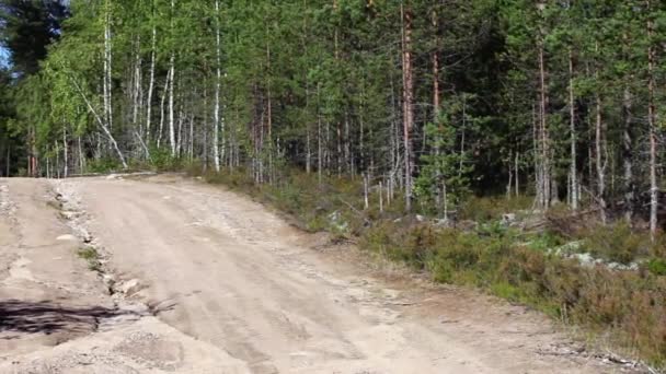 Bosque borde carretera — Vídeo de stock