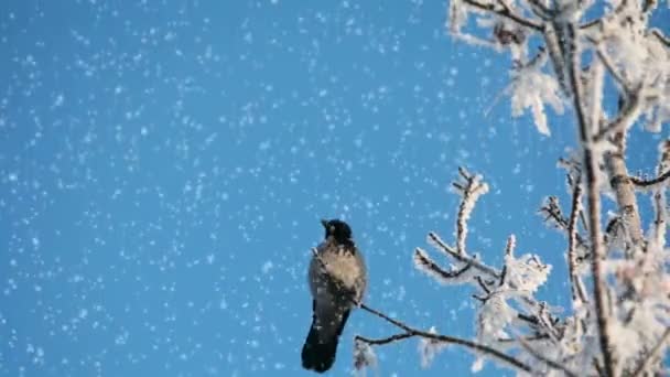 Cuervo en un árbol cubierto de nieve — Vídeo de stock