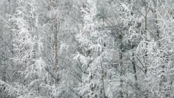 Inverno queda de neve — Vídeo de Stock