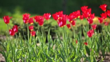 parlak kırmızı lale