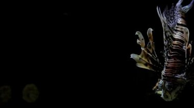 lionfish yakın balık